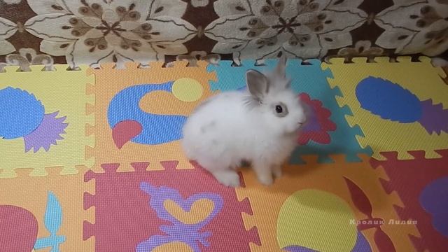 Дрессировка кролика командам "Ко мне", "Стойка", "Кружись". Часть 1 Training rabbit смотреть онлайн