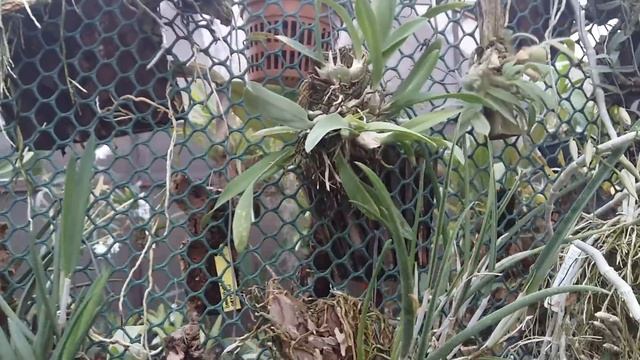 Обзор орхидей в теплице г.Долгопрудный. Это рай!? смотреть онлайн