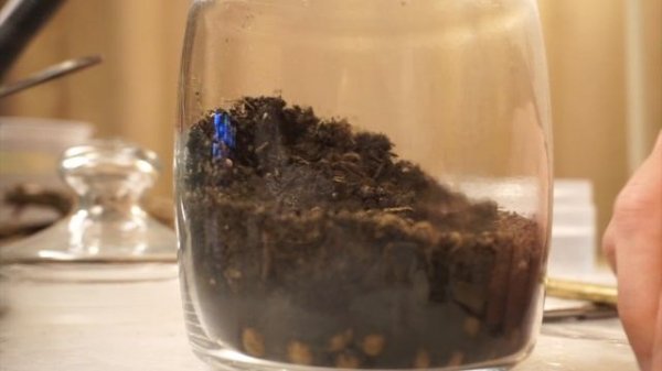 Создаю моссариум