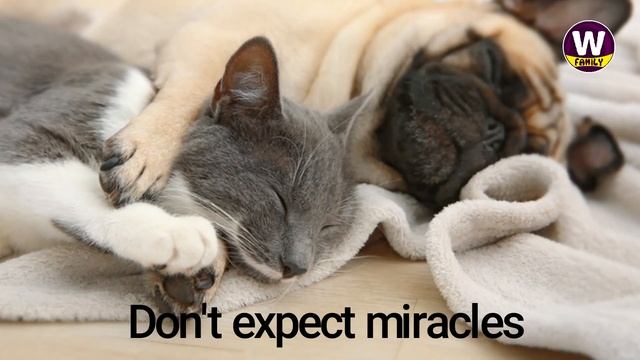6 Tips to Help You Introduce a Dog for your cat ?!! смотреть онлайн