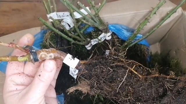 Обзор посылки с розами из питомника "Розы от Макса". #обзорпосылки #розы #уральскиерозы смотреть онлайн