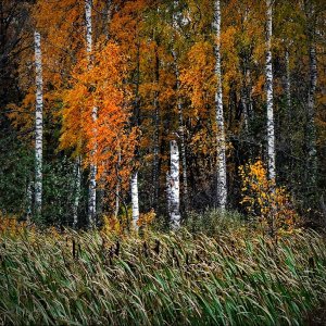«ЖАЛОБНО СТОНЕТ ВЕТЕР ОСЕННИЙ»... (Фото Вл. Шошина (Владимир) - Поёт Борис Штоколов)
