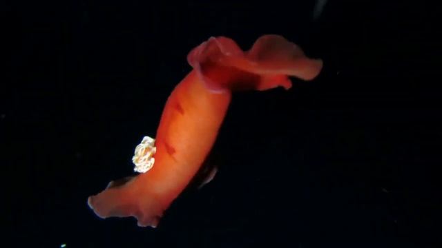 Facts: The Spanish Dancer смотреть онлайн