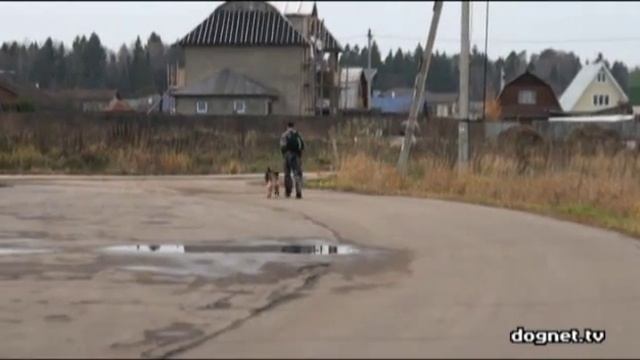 Правильный выгул собаки смотреть онлайн