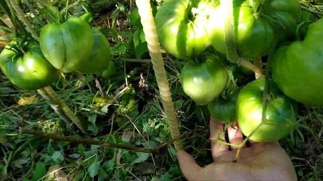 Как себя чувствуют поздние посадки редких сортов томатов из плохой рассады 31.07.2021 смотреть онлайн