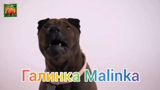 Мы родились в Сибири /Стыдно после позорного стрима /Обзор Влогов /Мы родились в Сибири life / смотреть онлайн
