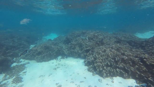 ДРУГИЕ МАЛЬДИВЫ: В ПОИСКЕ ЧЕРЕПАХ НА ОСТРОВЕ ТОДДУ. ВТОРОЙ СЕЗОН. ПЯТАЯ СЕРИЯ смотреть онлайн