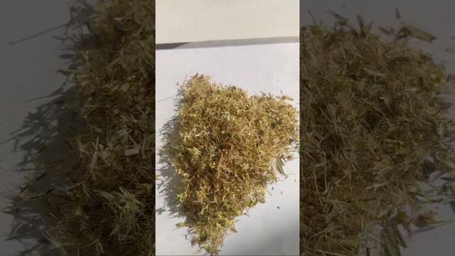 How To Grow Stevia Seed In Pakistan