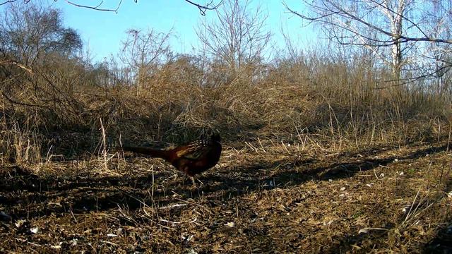 Фазаны, дрозды, синицы, зеленушки, лисицы смотреть онлайн