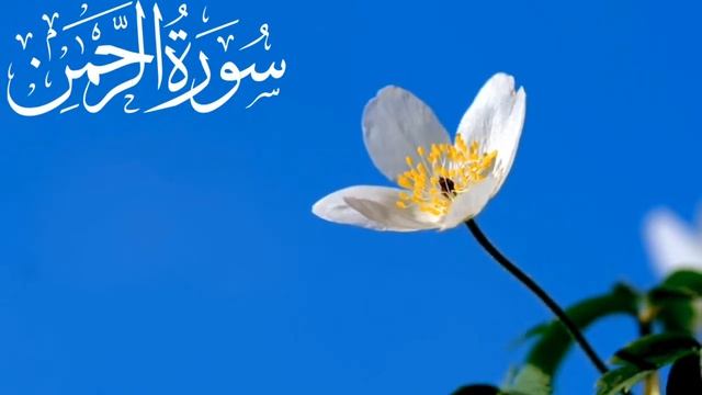. Surah rahman Tilawat e quran смотреть онлайн