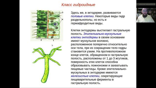 Репетитор по биологии Илья Удалов  Тема Тип кишечнополостные или стрекающие