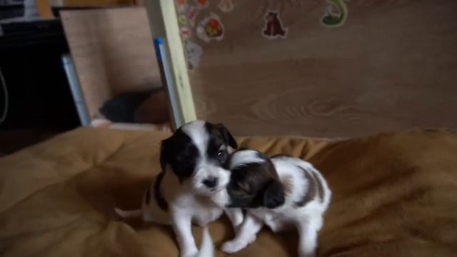 Щенки 1 смотреть онлайн