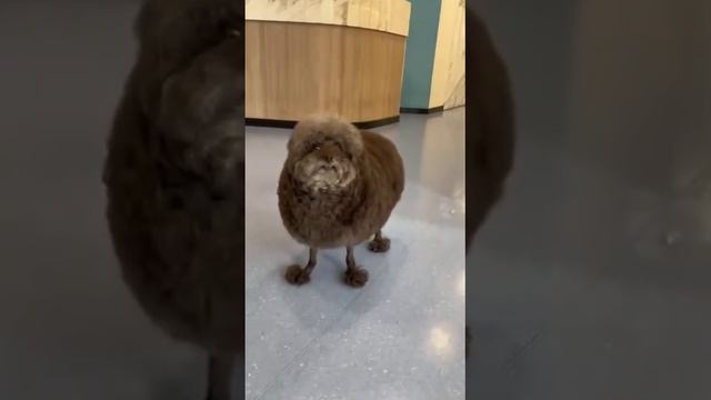 мне кажется он не доволен стрижкой!)))