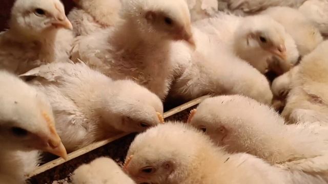 Simple Chickens Feeder l DIY l Простейшая кормушка для цыплят смотреть онлайн