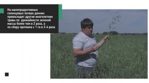Кормовое и медоносное растение донник