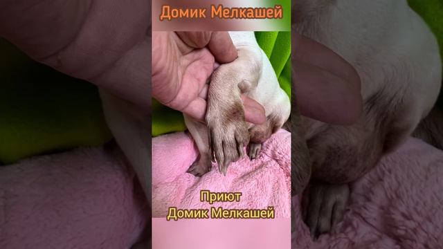 Простокваша. Нашли на улице в ужасном состояние, огромная опухоль. Вылечили, пристроили. смотреть онлайн