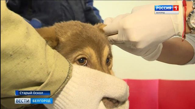 В регионе чипируют бродячих собак
