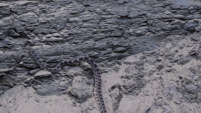 Bull Snake смотреть онлайн