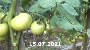 Томат Айкидо F1 розово-плодный гибрид среднего размера хорошего вкуса