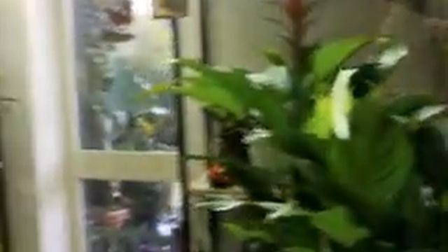 fiori e piante смотреть онлайн
