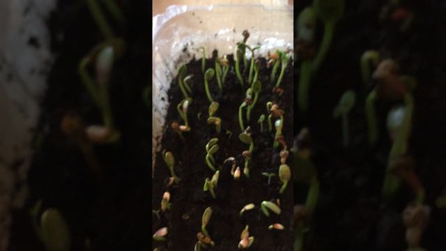 МОЛОЧАЙ окаймленный (посев всходы) нарядный однолетник 3.03.23 смотреть онлайн