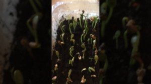 МОЛОЧАЙ окаймленный (посев всходы) нарядный однолетник 3.03.23