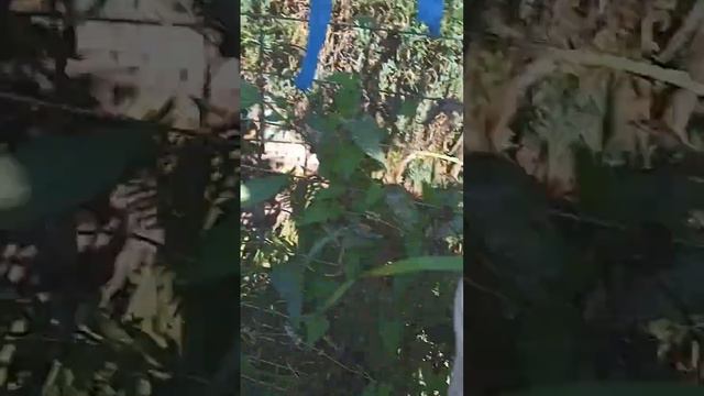 герани и прочее, Фазенда. #садиогород #пеларгония #цветы смотреть онлайн