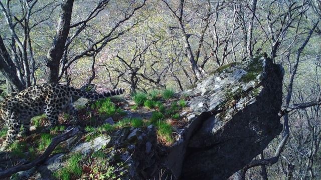 Знаменитую скалу из «Короля Льва» нашли в Приморье ученые «Земли леопарда» смотреть онлайн