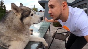 СОБАКУ УКУСИЛА ПЧЕЛА