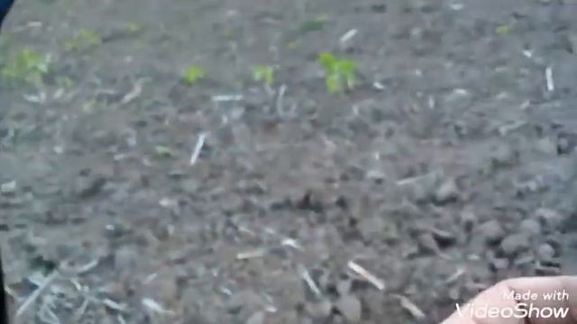 Від моїх находок цвіркуни з нір повилазили. смотреть онлайн