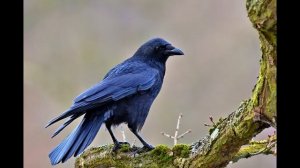 Звук карканья вороны