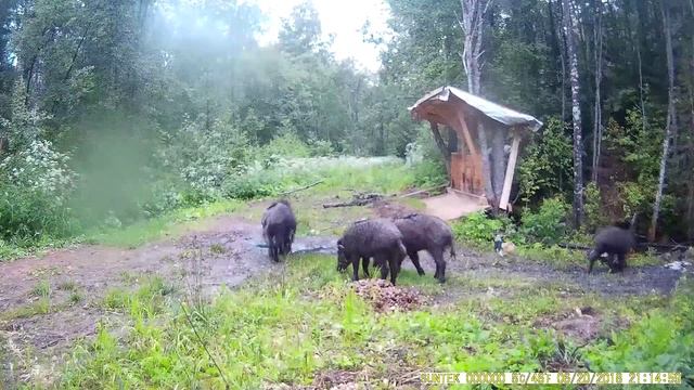 Кабан купается в отработке и ёрзает попой. Data 21.06.2018