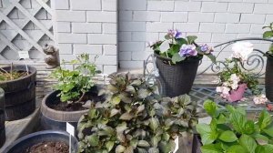 ???Крупнолистные гортензии в южном саду 23.05.2023г.Новинки сада - гортензии Фрэнч Болеро и др.?