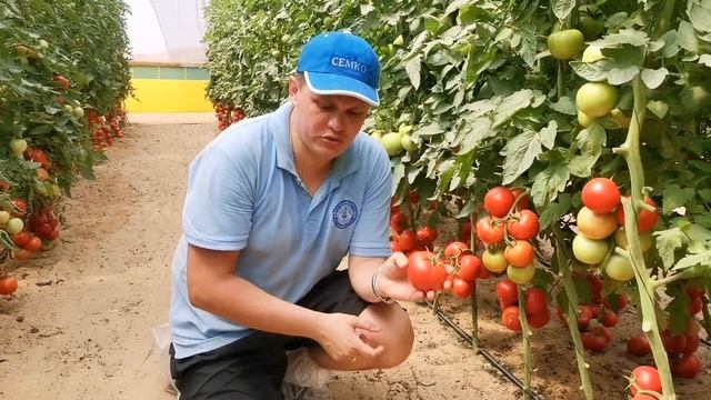 Томат Кистевой Удар F1 смотреть онлайн