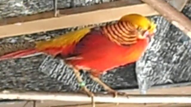 золотой фазан.