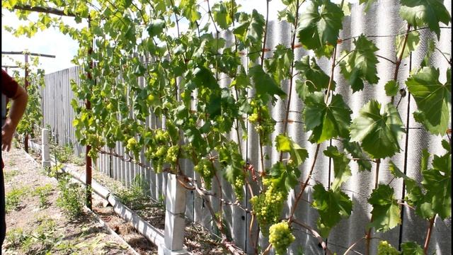 Подкормка по листу калием,для ускорения вызревания лозы. смотреть онлайн