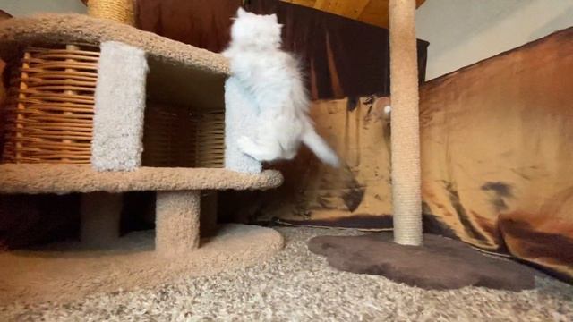 Персидский котенок Ричард Марс DM смотреть онлайн