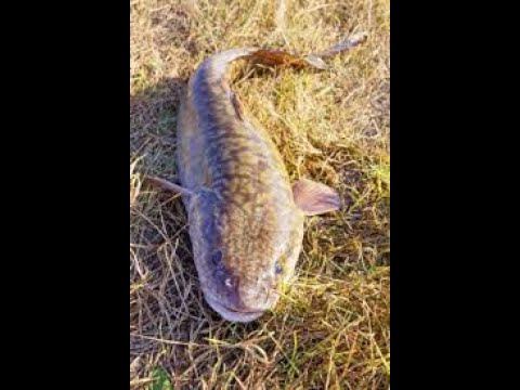 Налим на костре. смотреть онлайн