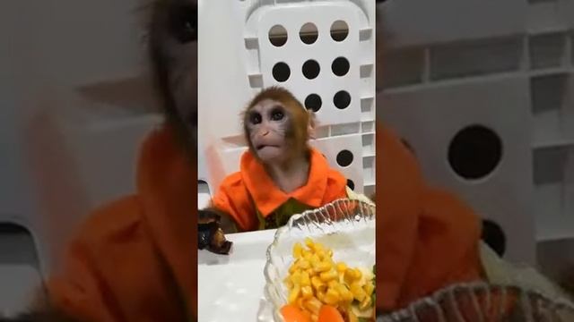 Макака резус Василий смотреть онлайн