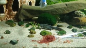 Игольчетый Тритон .Содержание  в аквариуме.