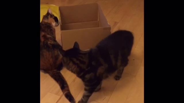 Homemade cat game - Chilli and Nutmeg happy cats series смотреть онлайн