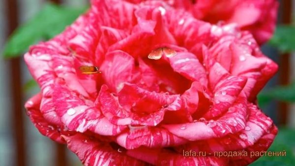 Роза чайно-гибридная Ред Интуишн (red intuition) ? обзор: как сажать, саженцы розы Ред Интуишн