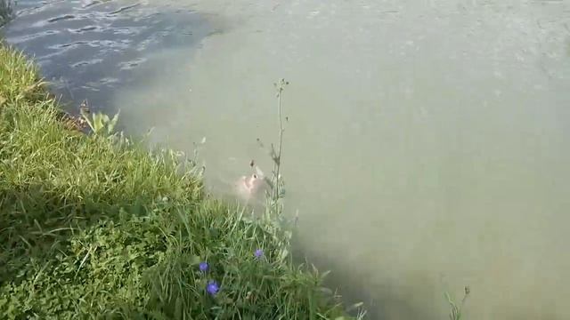 "Трофей" сошел у Медвежонка!)Русская рыбалка в Акулово смотреть онлайн