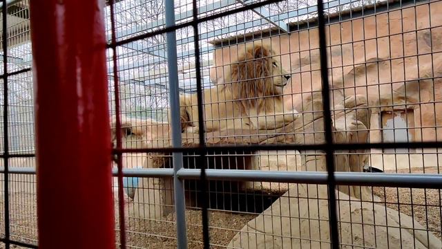 San Antonio ZOO | Snake FARM | | Vlog 2021| McDylan Tour смотреть онлайн