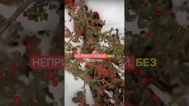 Не туя!🌲ТОП5 НЕОЖИДАННЫХ вечнозеленых для сада ЗИМОЙ смотреть онлайн