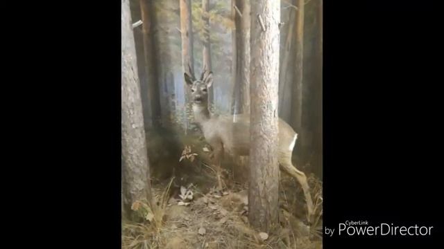 ВОРОНЕЖСКИЙ ГОСУДАРСТВЕННЫЙ ПРИРОДНЫЙ БИОСФЕРНЫЙ ЗАПОВЕДНИК ИМЕНИ В.М. ПЕСКОВА смотреть онлайн