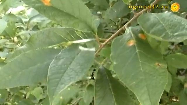 Такая разная черемуха и - очень вкусная, сортовая! смотреть онлайн