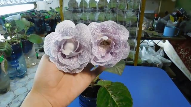 ?ШОУ ГЛОКСИНИЙ ! Сорта, Выпуск №9 . ?How to grow gloxinia from a tuber №3 смотреть онлайн