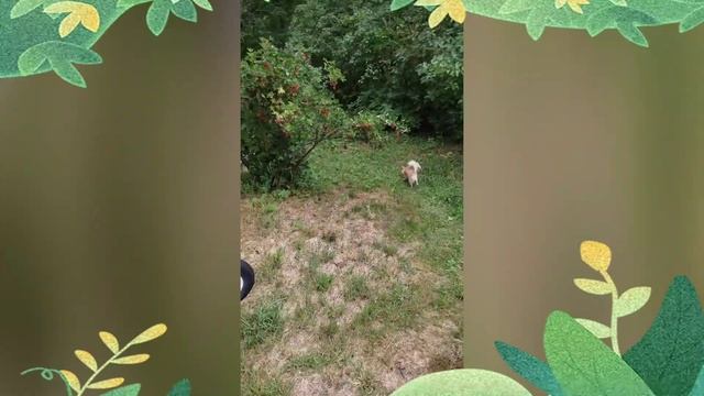 чихуахуа Дусенька на даче смотреть онлайн