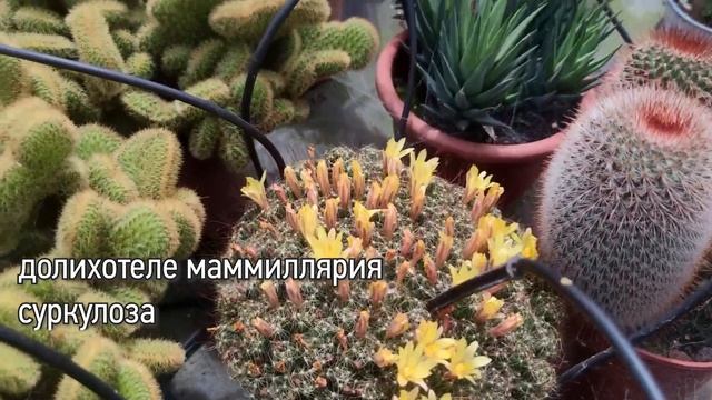 Цветущие кактусы с названиями видов. Видео 2 смотреть онлайн